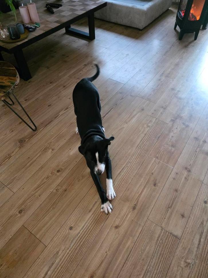 Pup 19 weken kruising kooiker/stafford/stabij, Dieren en Toebehoren, Honden | Niet-rashonden, Reu, Particulier, Eén hond, Nederland
