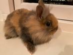 3 Fluffy konijnen te koop, Dieren en Toebehoren, Konijnen, Meerdere dieren
