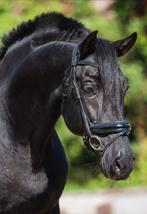 De liefste betrouwbaarste van allemaal, Dieren en Toebehoren, Paarden, Z, Gechipt, Ruin, Dressuurpaard