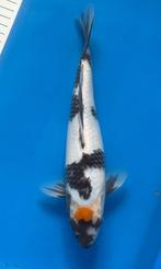 tancho Showa, Karper of Koi