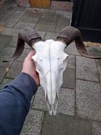 ram schedel, Ophalen of Verzenden, Zo goed als nieuw, Wild dier, Schedel