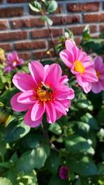 Dahlia enkelbloemig - zaden uit eigen tuin, Ophalen of Verzenden, Voorjaar, Volle zon, Zaad