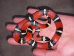Prachtige nk23 1.0 lampropeltis triangulum sinaloae, Slang, Tam, 0 tot 2 jaar