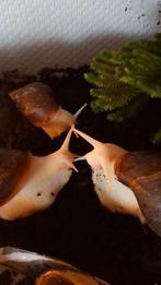 Afrikaanse agaatslak, Dieren en Toebehoren, Overige Dieren, December, Geslacht onbekend