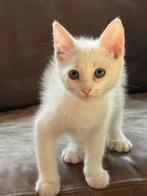 wie mag ik knuffelen ik mag verhuizen ben knuffelbeer️, Dieren en Toebehoren, Katten en Kittens | Overige Katten, Kater