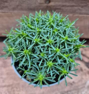 Euphorbia Ramiglans p7 beschikbaar voor biedingen