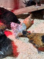 Cochins te koop, Dieren en Toebehoren, Pluimvee, Vrouwelijk, Kip