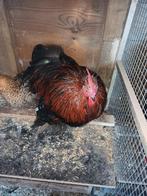 Cochin kriel haan porselein, Dieren en Toebehoren, Pluimvee, Mannelijk, Kip