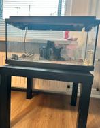 Aquarium met tafel, Ophalen, Zo goed als nieuw, Leeg aquarium
