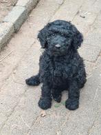 Te koop mooie gezonde speelse zwarte labradoodle pups, Nederland, Overige rassen, 8 tot 15 weken, CDV (hondenziekte)