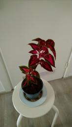 goed gewortelde stek coleus, siernetel, Huis en Inrichting, Kamerplanten, Ophalen, Overige soorten, Minder dan 100 cm