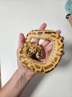 Ballpythons/ koningspython, Dieren en Toebehoren, Reptielen en Amfibieën, Slang