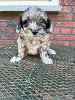 Boomer pups, Dieren en Toebehoren, Honden | Chihuahua's en Gezelschapshonden, Overige rassen, CDV (hondenziekte), 8 tot 15 weken