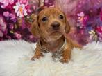 Lieve Dwerg Teckel Puppys, Reu, CDV (hondenziekte), 8 tot 15 weken, Korthaar