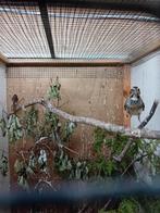 Blauwborsten / Veldleeuwerik, Meerdere dieren