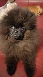 Zwarte gecastreerde  dwergkees reu (pomeriaan), 15 weken tot 1 jaar, Reu, Eén hond, Nederland