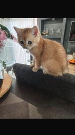 Britse Korthaar Golden n12 kater zoekt gouden mandje, Kater