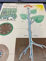 Vintage schoolkaart Stengel en blad, Antiek en Kunst, Antiek | Schoolplaten, Aardrijkskunde, Ophalen