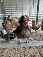 Broedeieren van de (oud)Hollandse Kuifhoenkriel., Dieren en Toebehoren, Pluimvee, Geslacht onbekend, Kip