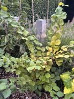 Dwerg hazelaar., Tuin en Terras, Planten | Bomen, Overige soorten, 100 tot 250 cm, Ophalen, Volle zon