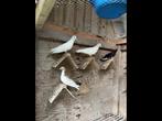 Kumru Duiven te koop, Dieren en Toebehoren, Meerdere dieren, Postduif