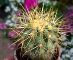 cactus- Copiapoa haseltonia, Ophalen of Verzenden, Cactus, Volle zon, Minder dan 100 cm
