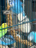 Grasparkietjes, Meerdere dieren, Parkiet