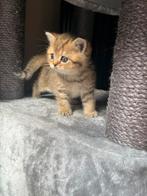 Raszuivere Britse korthaar kittens, Meerdere dieren, Gechipt, 0 tot 2 jaar