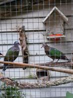 Groenvleugelduifjes, Dieren en Toebehoren, Vogels | Duiven, Meerdere dieren, Overige soorten