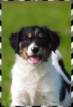 Deze lieve border-stabij x kooiker pups zoeken baasjes, Overige rassen, 8 tot 15 weken, CDV (hondenziekte), Meerdere