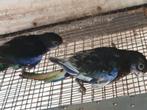 Kwkoppel en jonge koppels strogeel en rosella, Dieren en Toebehoren, Vogels | Parkieten en Papegaaien, Meerdere dieren, Parkiet