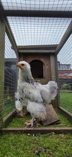 Brahma haantje, Dieren en Toebehoren, Pluimvee, Mannelijk, Kip