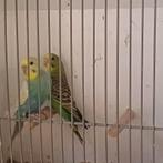 Mooie regenboog grasparkieten, Dieren en Toebehoren, Meerdere dieren, Parkiet