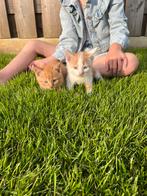 2 mooie rode kittens, Dieren en Toebehoren, Katten en Kittens | Overige Katten, Kater
