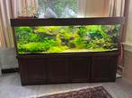 Xxl 200 cm aquarium 900 liter, Dieren en Toebehoren, Ophalen, Gebruikt, Gevuld zoetwateraquarium