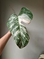 Monstera Albo stek, Ophalen, Halfschaduw, Minder dan 100 cm