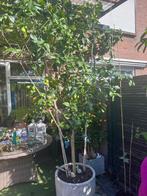 Boom, Tuin en Terras, In pot, Halfschaduw, Overige soorten, Ophalen