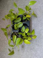 Epipremnum Golden Pothos, Ophalen of Verzenden, Overige soorten, Minder dan 100 cm