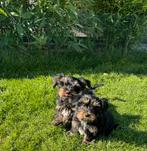 Yorkshire terriër pups, Dieren en Toebehoren, Honden | Jack Russells en Terriërs, CDV (hondenziekte), Particulier, Meerdere, Teef