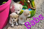 Maltezer kruising, Maltipom, Dieren en Toebehoren, Honden | Chihuahua's en Gezelschapshonden, België, Maltezer, Particulier, Rabiës (hondsdolheid)