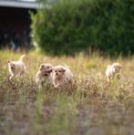 Exclusieve F1 Maltipoo Pups - De Perfecte Gezinsvriend!, Rabiës (hondsdolheid), Overige rassen, 8 tot 15 weken, Geslacht onbekend