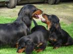 Mooi langharig dwerg teckel reutje tekkel, Dieren en Toebehoren, Honden | Teckels en Dashonden, CDV (hondenziekte), Particulier