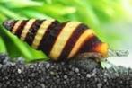 Slak etende slak XL- Anetome Helena - Koidreams Valburg, Dieren en Toebehoren, Vissen | Aquariumvissen, Slak of Weekdier, Zoetwatervis