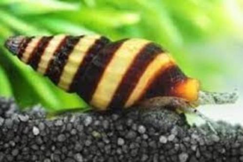 Slak etende slak XL- Anetome Helena - Koidreams Valburg, Dieren en Toebehoren, Vissen | Aquariumvissen, Zoetwatervis, Slak of Weekdier