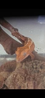Crested gecko- Wimpergekko- Correlophus ciliatus, Hagedis