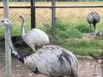 Nandoe’s, Dieren en Toebehoren, Pluimvee, Meerdere dieren, Kip