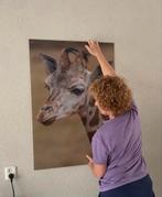 Wanddecoratie: Foto babygiraffe aluminium 70x100cm, Audio, Tv en Foto, Fotografie | Fotolijsten, Ophalen of Verzenden, Nieuw