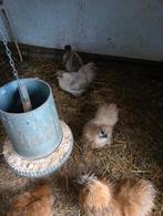 Zijdehoender kriel, Vrouwelijk, Kip