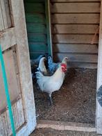 Zilverpel kippen, Meerdere dieren, Kip