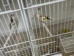 Majoor, Dieren en Toebehoren, Meerdere dieren, Wildzangvogel, Geringd